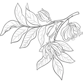 Ylang-Ylang olej 100% Alteya Organics 10 ml