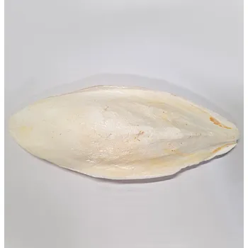 Pro ptáka Sépiová kost 25 cm 1 ks