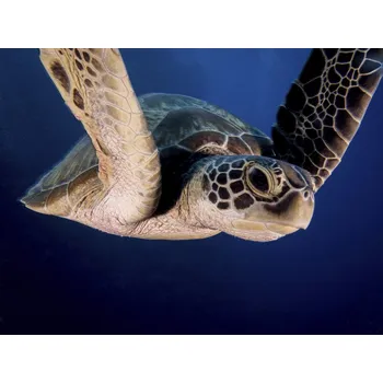 Plakát Plakát, Obraz - Encounter of the Turtle kind, Ilan Ben Tov