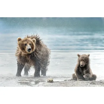 Plakát Plakát, Obraz - Shaking - Kamchatka, Russia, Giuseppe DAmico
