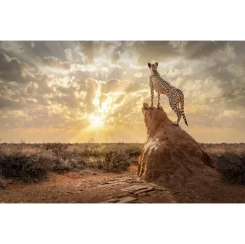 Plakát Plakát, Obraz - SundownCheetah, Marcel Egger