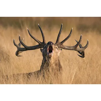 Plakát Plakát, Obraz - Ready to Rut, Kutub Uddin