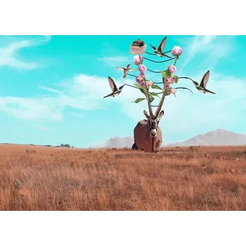 Plakát Plakát, Obraz - Oryx, Salome Zhividze