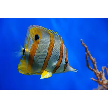 Plakát Plakát, Obraz - Tropical Beauty, Jan Lykke