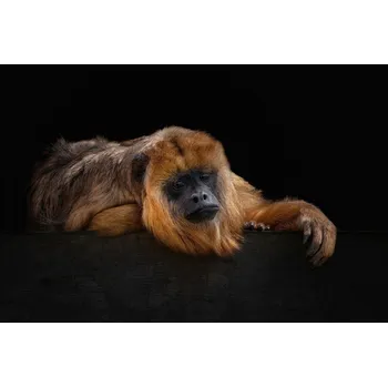 Plakát Plakát, Obraz - I'm Bored - Baboune - Alouatta Macconnelli, Mathilde Guillemot