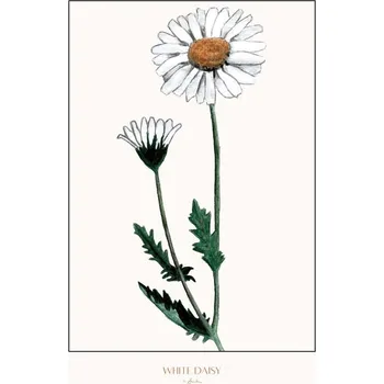 Plakát Plakát, Obraz - White daisy, Annika John