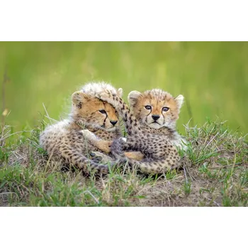 Plakát Plakát, Obraz - Promising, Roshkumar