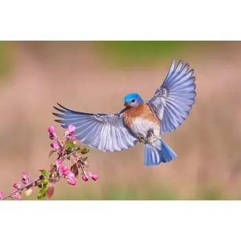 Plakát Plakát, Obraz - Colorful Spring, Jim Luo