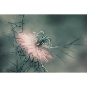 Plakát Plakát, Obraz - The virgin, Heidi Westum