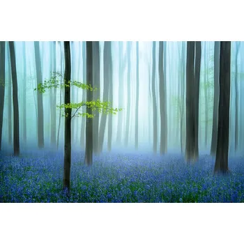 Plakát Plakát, Obraz - the blue forest ........, Piet	Haaksma