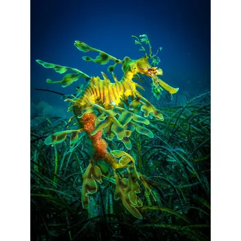 Plakát Plakát, Obraz - Leafy Sea Dragon - male with eggs, Jan Abadschieff