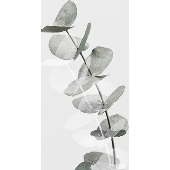 Plakát Plakát, Obraz - Eucalyptus Creative 05, Studio Collection