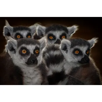 Plakát Plakát, Obraz - Maki catta school, Mathilde Guillemot