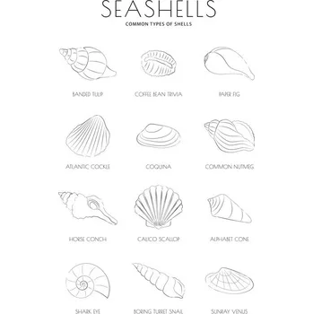 Plakát Plakát, Obraz - Seashells, Martina Pavlova