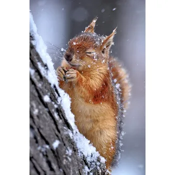 Plakát Plakát, Obraz - Winter, Ervin Kobakçi