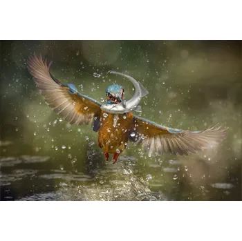 Plakát Plakát, Obraz - Kingfisher, Alberto Ghizzi Panizza
