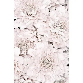 Plakát Plakát, Obraz - Chrysanthemum No 07, Studio Collection