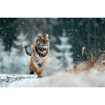 Plakát Plakát, Obraz - The Siberian tiger, Jan Rozehnal