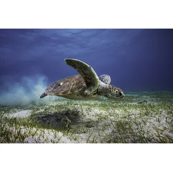 Plakát Plakát, Obraz - Take off, Barathieu Gabriel