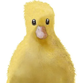 Plakát Plakát, Obraz - Duck, Studio Collection