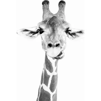 Plakát Plakát, Obraz - Happy giraffe, Sisi & Seb