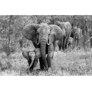 Plakát Plakát, Obraz - Elefamily, Bertram Schemel