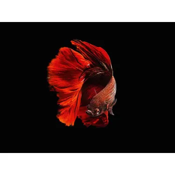 Plakát Plakát, Obraz - The Red, Andi Halil