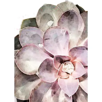Plakát Plakát, Obraz - Succulent Close-up, Studio Collection