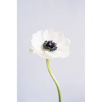 Plakát Plakát, Obraz - Precious Anemone, uplusmestudio