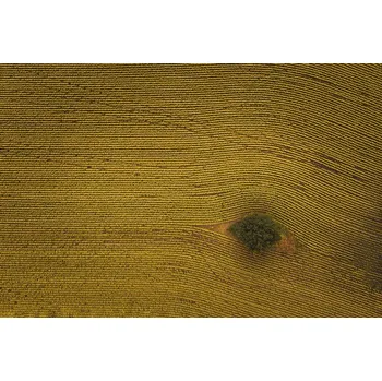 Plakát Plakát, Obraz - Eye in Field, Michael Zheng