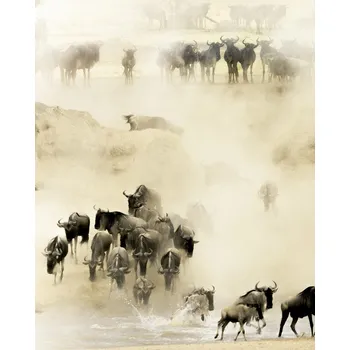 Plakát Plakát, Obraz - Swarming, Husain Alfraid