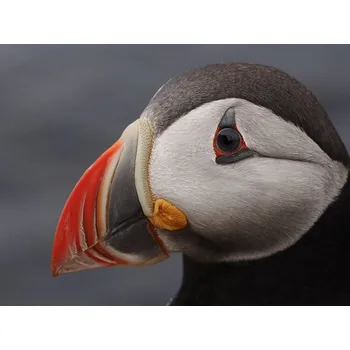 Plakát Plakát, Obraz - puffin, Rostovskiy Anton