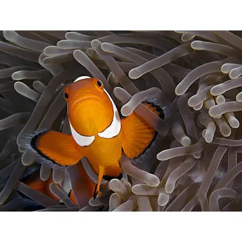 Plakát Plakát, Obraz - Anemonefish, Henry Jager