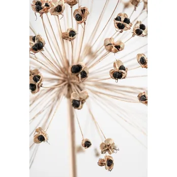 Plakát Plakát, Obraz - Dried_007, Studio Collection