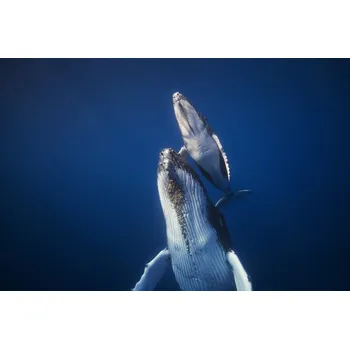 Plakát Plakát, Obraz - Come back to the surface, Barathieu Gabriel