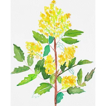 Plakát Plakát, Obraz - Oregon grape or Mahonia aquifolium botanical painting, Kata Botanical