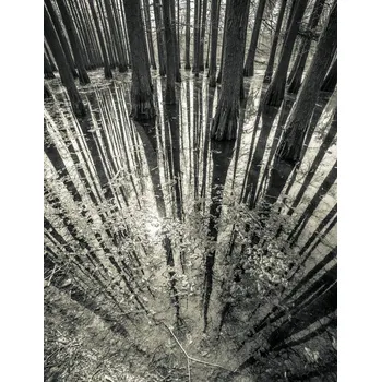 Plakát Plakát, Obraz - Synchronicity, Aurel Manea