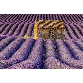 Plakát Plakát, Obraz - The shack, Maryse Dardaillon