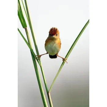 Plakát Plakát, Obraz - Kung Fu Master, Lina Gunawan