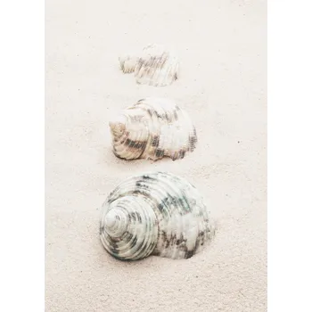 Plakát Plakát, Obraz - Shells, Studio Collection
