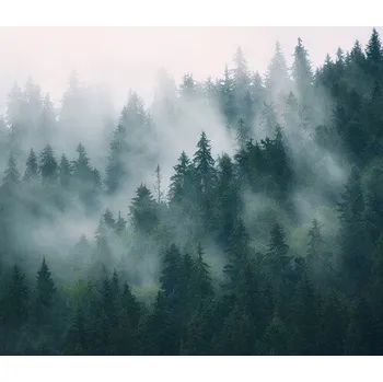 Plakát Plakát, Obraz - Fog and forest, Sisi & Seb