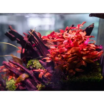 Akvaristika Alternanthera reineckii Mini (Košíčková Ø 5,5 cm)