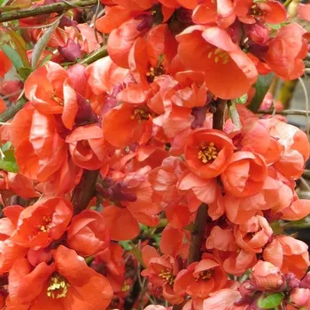 Sazenice Chaenomeles speciosa Rouge Orange 30/40 cm