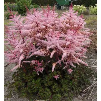 Sazenice Čechrava čínská ´SPOTLIGHT®´, kont. 1 l