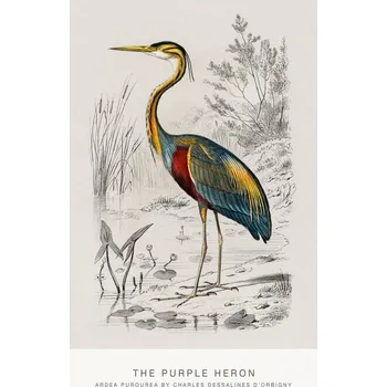 Plakát Plakát, Obraz - The Purple Heron (Bird / Zoology) - Charles D'Orbigny