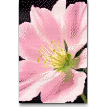 Diamantové malování Diamantové malování - Květ muškátu Velikost: 20x30cm, Rámování: Pouze srolované plátno, Diamanty: Kulaté