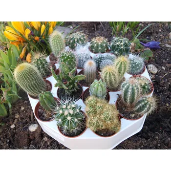 Sazenice Kaktusy mix 19 kusů