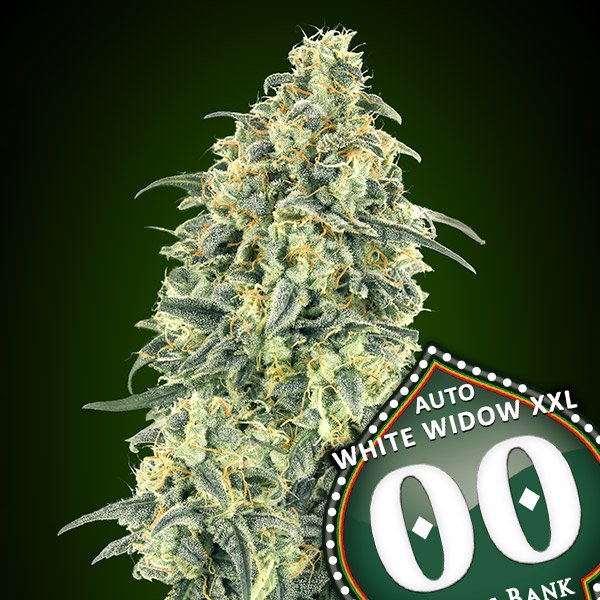 00 Seeds Auto White Widow XXL Počet ks Feminizované: 100