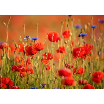 Fototapeta Vliesová fototapeta na zeď Rasch 363371, Magic Walls, 3,71 x 2,65 m (7 pruhů o šíři 53 cm)