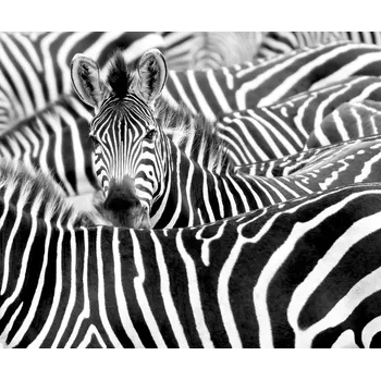 Fototapeta Vliesová fototapeta na zeď Rasch zebra 363616, African Queen III, 3,18 x 2,65 m (7 pruhů o šíři 53 cm)